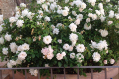 italy-gallery-06